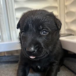 Black - Black sable female Belgian Malinois puppy in Ellerbe, North Carolina from Grand Prix Kennel