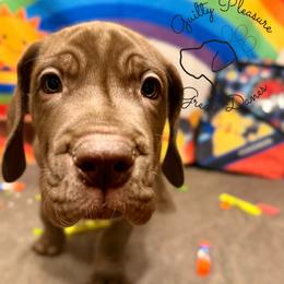 Sprout - Chocolate male Great Dane puppy in Norton, Ohio from Guilty Pleasure Great Danes & Frenchies