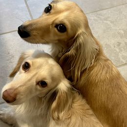 Dachshunds from Long Blonde Doxies