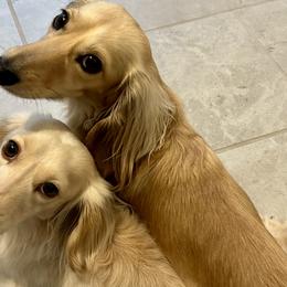Dachshunds from Long Blonde Doxies