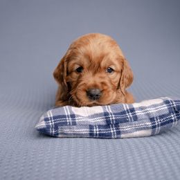 Huckleberry - Dark golden male Golden Retriever puppy in Buhl, Idaho from Atkinson's Goldens