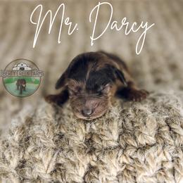 Mr.Darcy - Merle male Goldendoodle puppy in Ocoee, Tennessee from Liberty Creek Farms