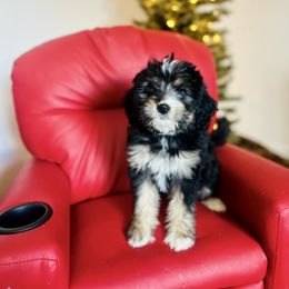 Sage - female Golden Mountain Doodle puppy in Twin Falls, Idaho from Burrow & Bone