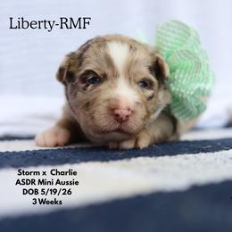 Liberty- Red Merle Female - Red merle female Miniature Australian Shepherd puppy in Nacogdoches, Texas from TK Standard, Mini, & Toy Aussies