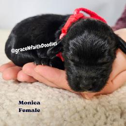 Monica - Black female Goldendoodle puppy in Peytno, Colorado from Grace N Faith Doodles