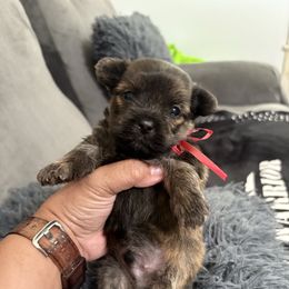 Male 2 RED Ribbon - Brindle male Shorkie puppy in Albemarle, North Carolina from Wilson Kennel