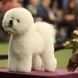 Bichon Frises from CHEZ CHAMONIX BICHONS