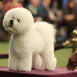 Bichon Frises from CHEZ CHAMONIX BICHONS