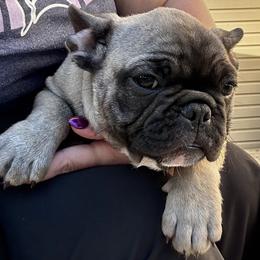 Caleb - Fawn and white male French Bulldog puppy in Greenfield, Missouri from Hope Mountain French Bulldogs