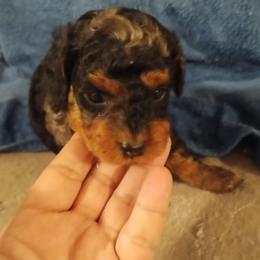 Daisy - Merle female Cavapoo puppy in East Providence, Rhode Island from Marta's Cavaliers