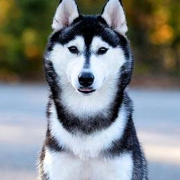 Delta - Siberian Husky