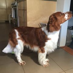 Welsh Springer Spaniel Puppies from Juniper Welsh Springer Spaniels