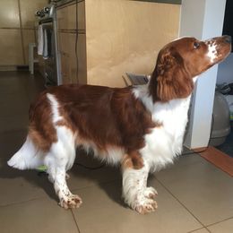 Welsh Springer Spaniel Puppies from Juniper Welsh Springer Spaniels