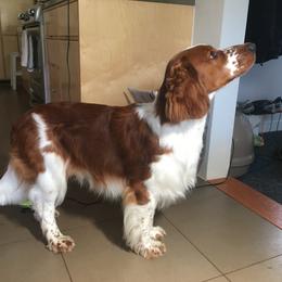 Welsh Springer Spaniel Puppies from Juniper Welsh Springer Spaniels