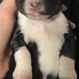 Gia - Tri-color female Bernedoodle puppy in Fishers, Indiana from Hannah's Bernedoodles