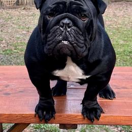 Nyx - Bulldog
