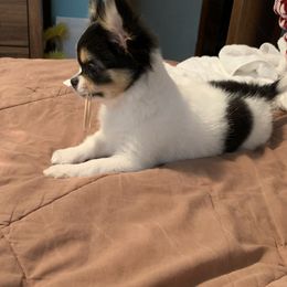 Chihuahua Puppies from Wee Lil’Rascals