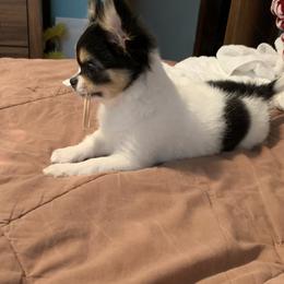 Chihuahua Puppies from Wee Lil’Rascals