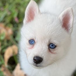 Girl 1 - White Pomsky puppy in Tennessee from Hudson’s Huskies & Pomskies
