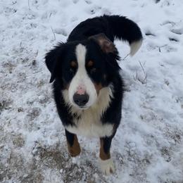 Sampson - Bernese Mountain Dog