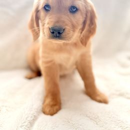 Companion Cross Puppies from Happy Tails Mini Goldens