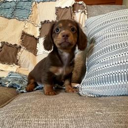 Snickers - Chocolate and tan male Dachshund puppy in Arthur, Illinois from Chupp’s Puppies