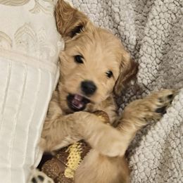 Goldendoodle Puppies from Pemberley Puppies