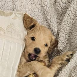 Goldendoodle Puppies from Pemberley Puppies