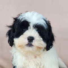 Rocky - Black and white male Shichon puppy in Limestone, Tennessee from Pilot Hill Teddy Bear Puppies