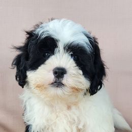 Rocky - Black and white male Shichon puppy in Limestone, Tennessee from Pilot Hill Teddy Bear Puppies