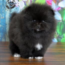 Shadow - Black male Pomeranian puppy in Fultonville, New York from Sandy Aussies & Pomeranians