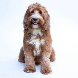 Paris - Australian Labradoodle