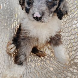 Cassie - Aussiedoodle puppy in Viola, Idaho from LaFarm Doodles