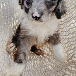 Cassie - Aussiedoodle puppy in Viola, Idaho from LaFarm Doodles