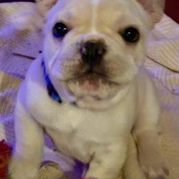 Blue - Cream male French Bulldog puppy in Richmond, Texas from Du Bone Frenchies & Pet Services Network