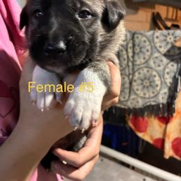 Girl 5 - Brindle female Anatolian Shepherd Dog puppy in Daggett, Michigan from T&S Anatolians