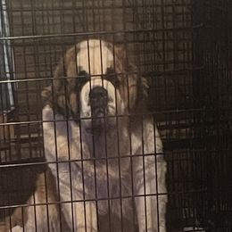 Annie - Saint Bernard