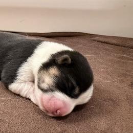Sarah - Black and tan female Pembroke Welsh Corgi puppy in Pensacola, Florida from Blue Angel Kennels