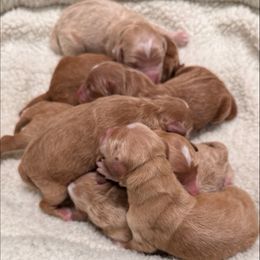 Boy 1-7 - Apricot male Goldendoodle puppy in Millersburg, Ohio from Millersburg Paws, LLC.