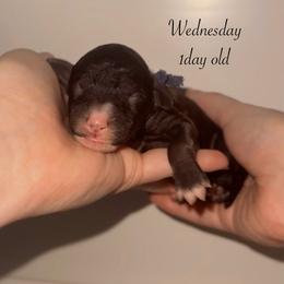 Wednesday - Black female Goldendoodle puppy in Suring, Wisconsin from Black Oak Doodles
