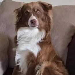 Willie - Miniature Australian Shepherd