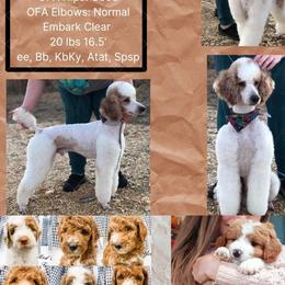 Zeke - Poodle