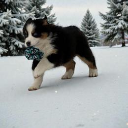 Cooper Lara - Black tri-color male Australian Shepherd puppy in Statesville, North Carolina from Charming Australian Shepherds