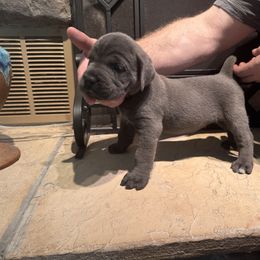 Cane Corso Puppies from Protectors in the Palms