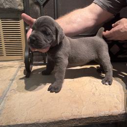 Cane Corso Puppies from Protectors in the Palms