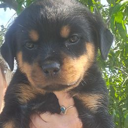Girl 2 - Black and mahogany female Rottweiler puppy in De Witt, Iowa from Irish Eyes Kennels