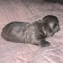 Silver - Silver male Shih Tzu puppy in Citrus Heights, California from The Lion dog Shih Tzu