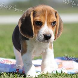 AKC 'Magic' - Black tan and white male Beagle puppy in Lamar, Missouri from Marti Acres ~ Boston Terrier & Beagles