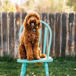 Amica - Goldendoodle