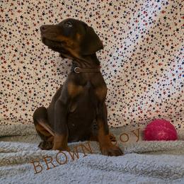 Brown - Red and rust male Doberman Pinscher puppy in Knox, Indiana from Double River Dobermans